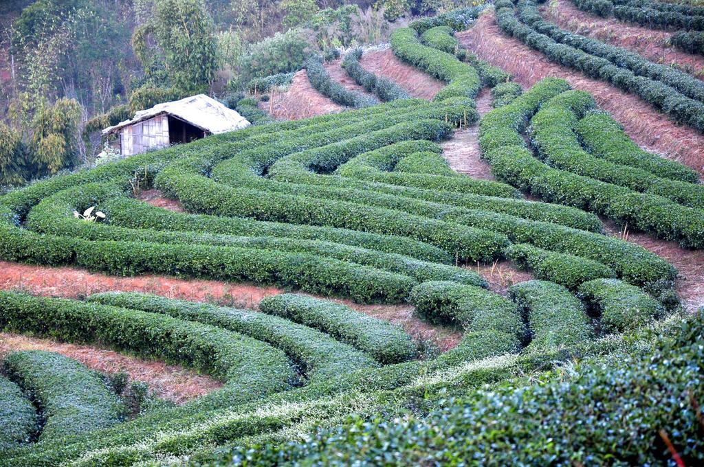 Angkhang Nature Resort Fang Ngoại thất bức ảnh